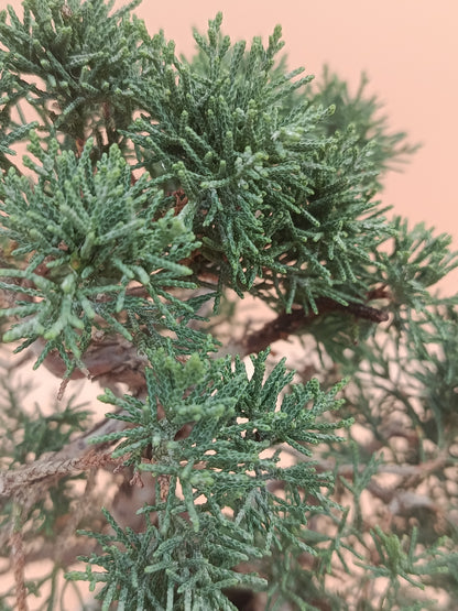 Juniperus chinensis 'Kyushu' - 8 éves kínai boróka bonsai