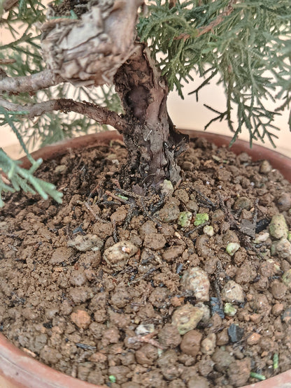 Juniperus chinensis 'Kyushu' - 9 éves kínai boróka pre-bonsai