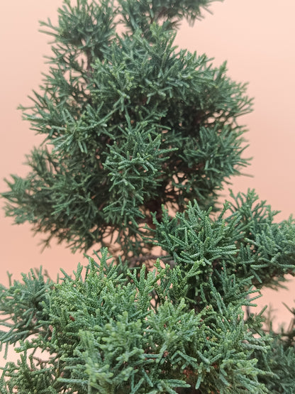 Juniperus chinensis 'Kyushu' - 9 éves kínai boróka pre-bonsai