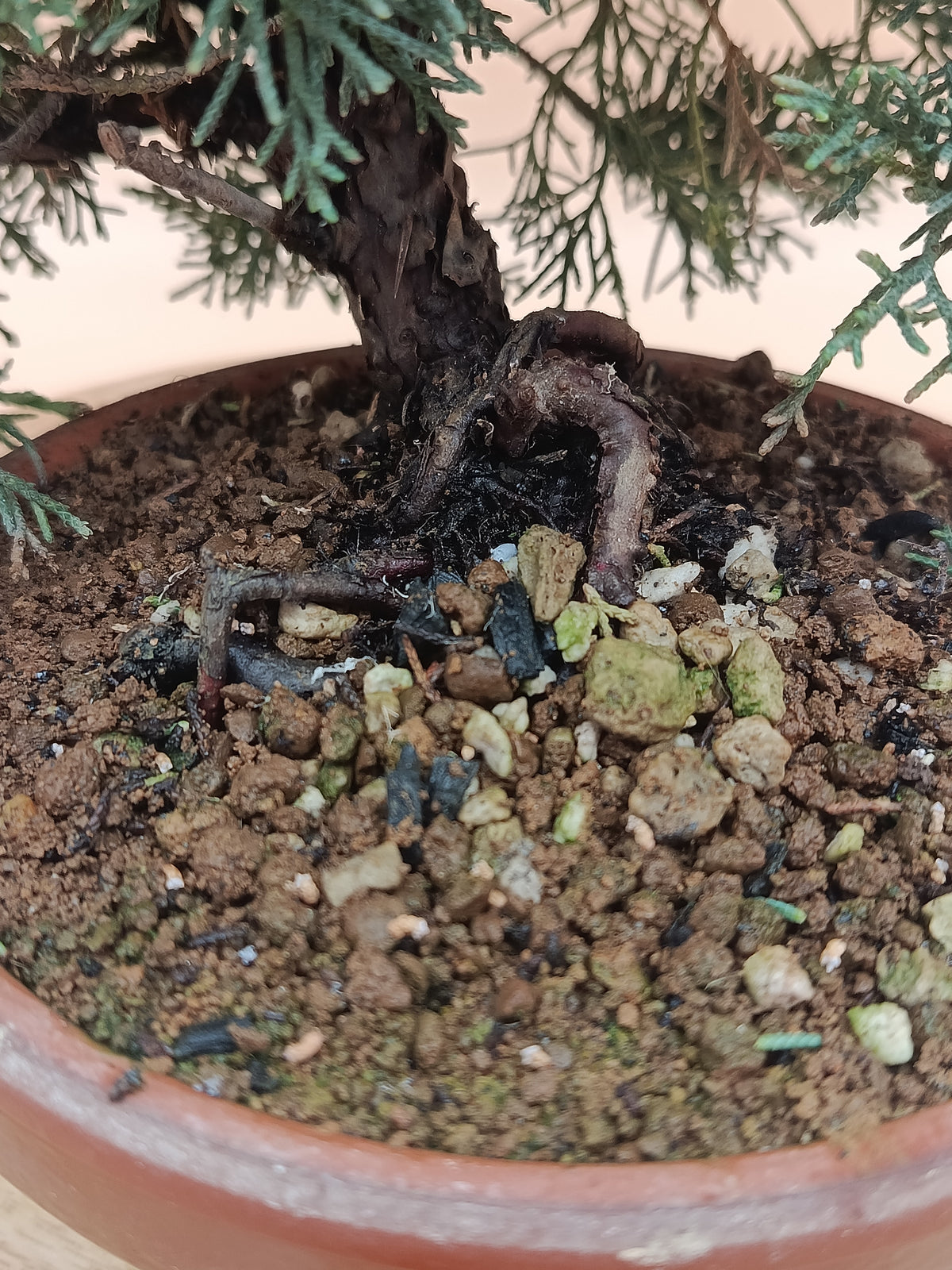 Juniperus chinensis 'Kyushu' - 9 éves kínai boróka pre-bonsai