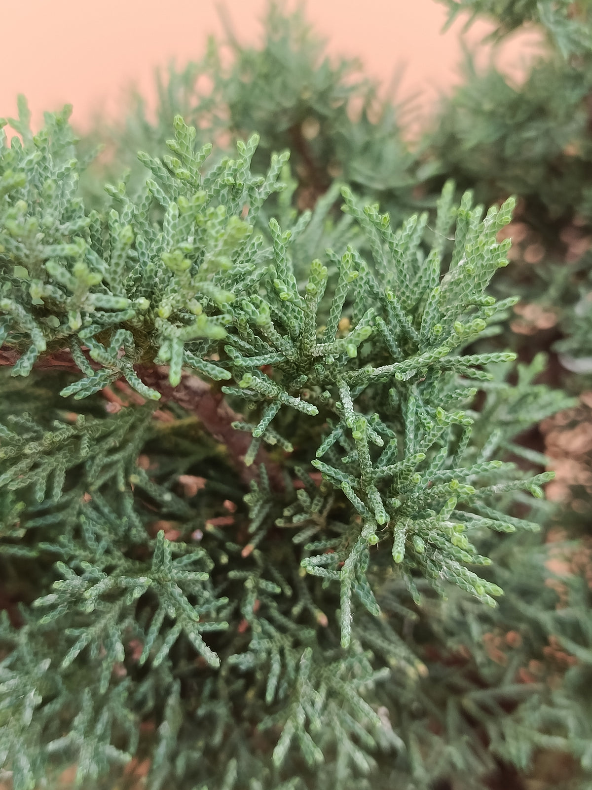 Juniperus chinensis 'Kyushu' - 9 éves kínai boróka pre-bonsai
