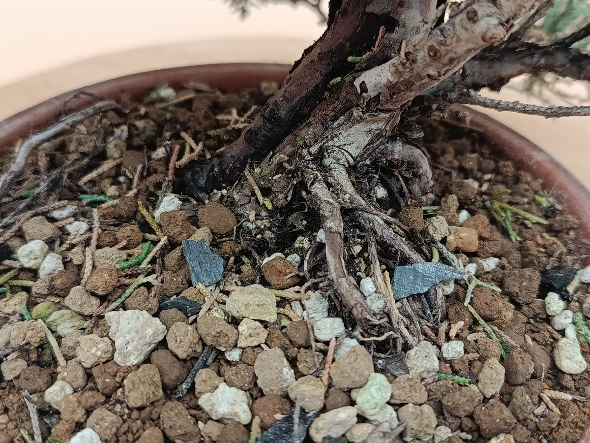 Juniperus chinensis 'Kyushu' - 10 éves kínai boróka pre-bonsai