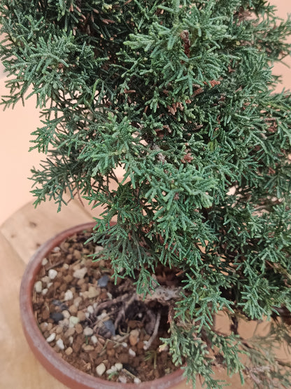 Juniperus chinensis 'Kyushu' - 10 éves kínai boróka pre-bonsai