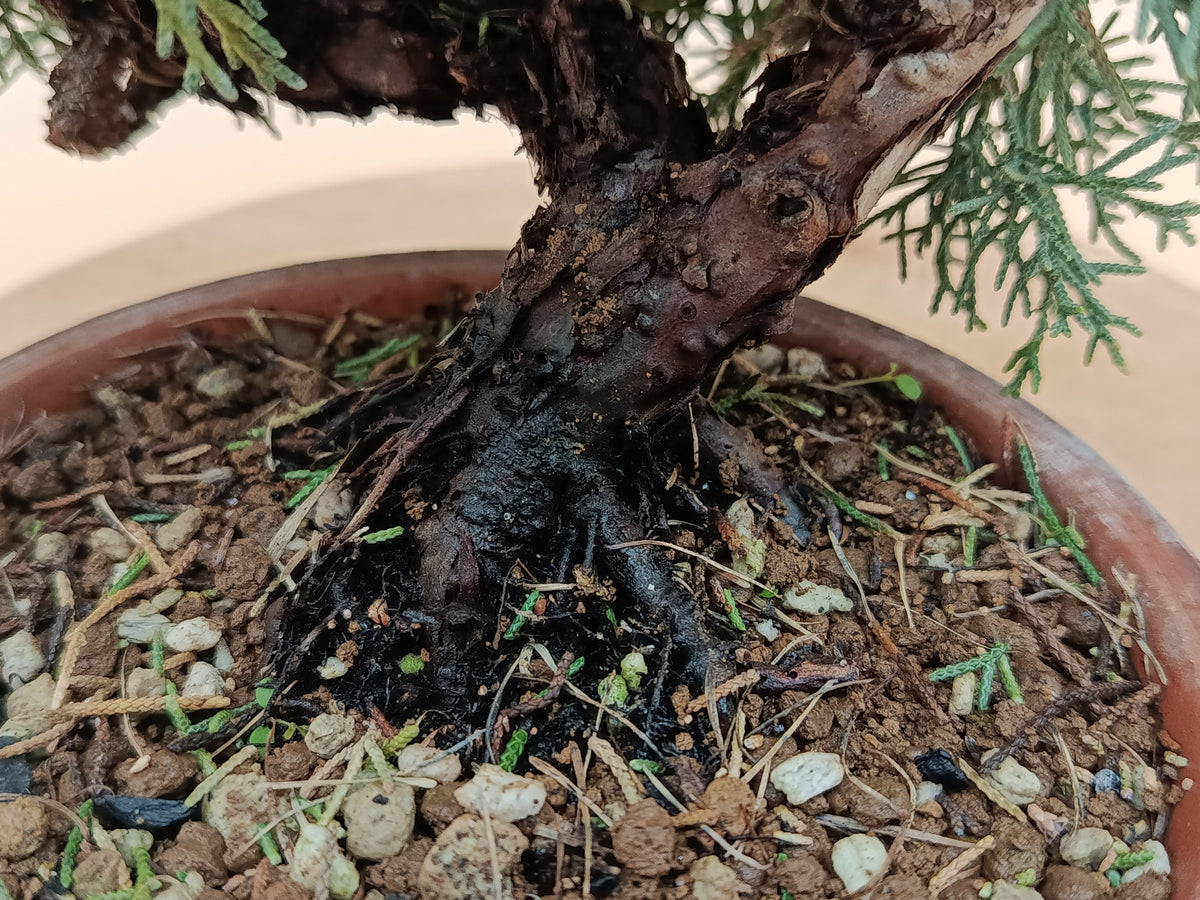 Juniperus chinensis 'Kyushu' - 9 éves kínai boróka pre-bonsai