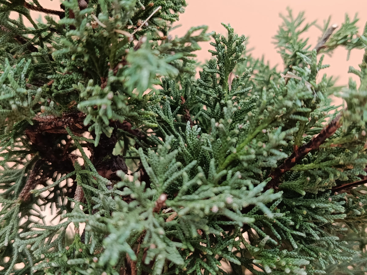 Juniperus chinensis 'Kyushu' - 9 éves kínai boróka pre-bonsai