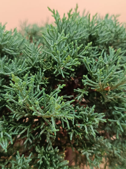 Juniperus chinensis 'Kyushu' - 9 éves kínai boróka pre-bonsai
