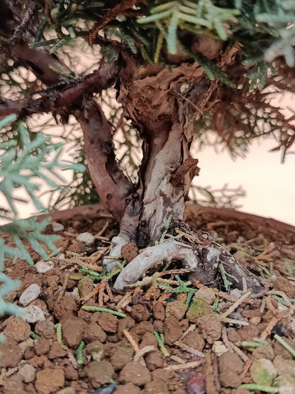 Juniperus chinensis 'Kyushu' - 9 éves kínai boróka pre-bonsai