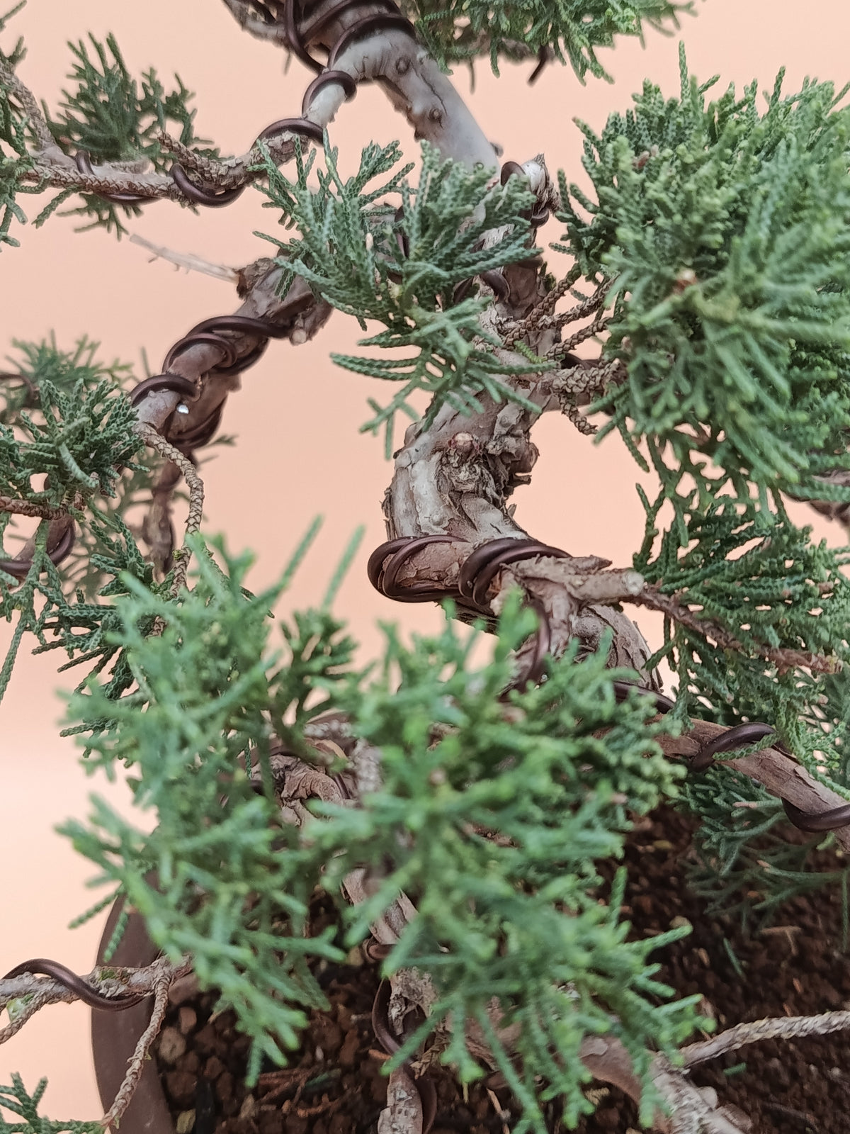 Juniperus chinensis 'Kyushu' - 14 éves kínai boróka bonsai