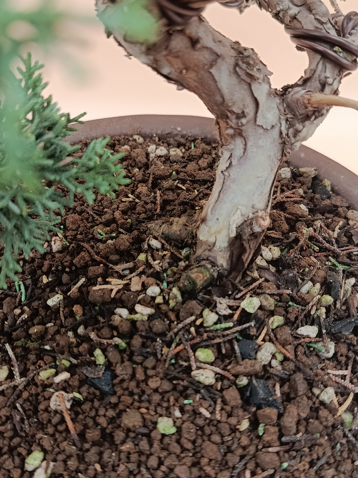 Juniperus chinensis 'Kyushu' - 14 éves kínai boróka bonsai