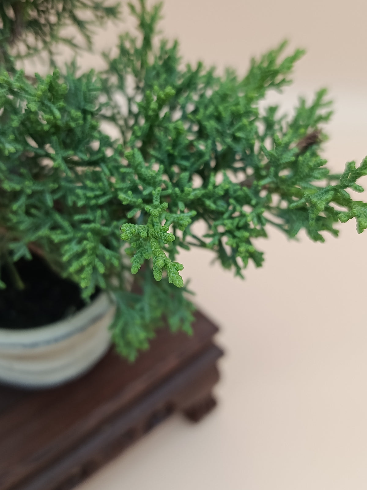 Juniperus chinensis 'Kyushu' - 7 éves fiatal kínai boróka bonsai