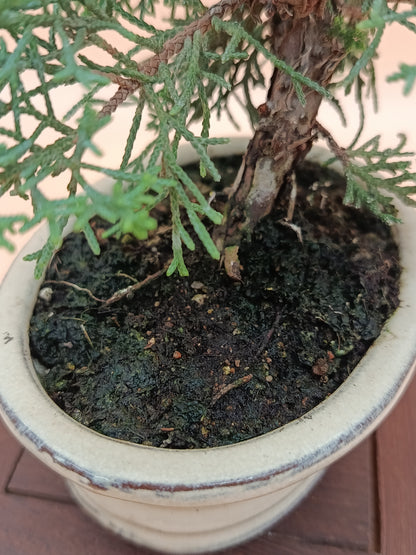 Juniperus chinensis 'Kyushu' - 7 éves fiatal kínai boróka bonsai