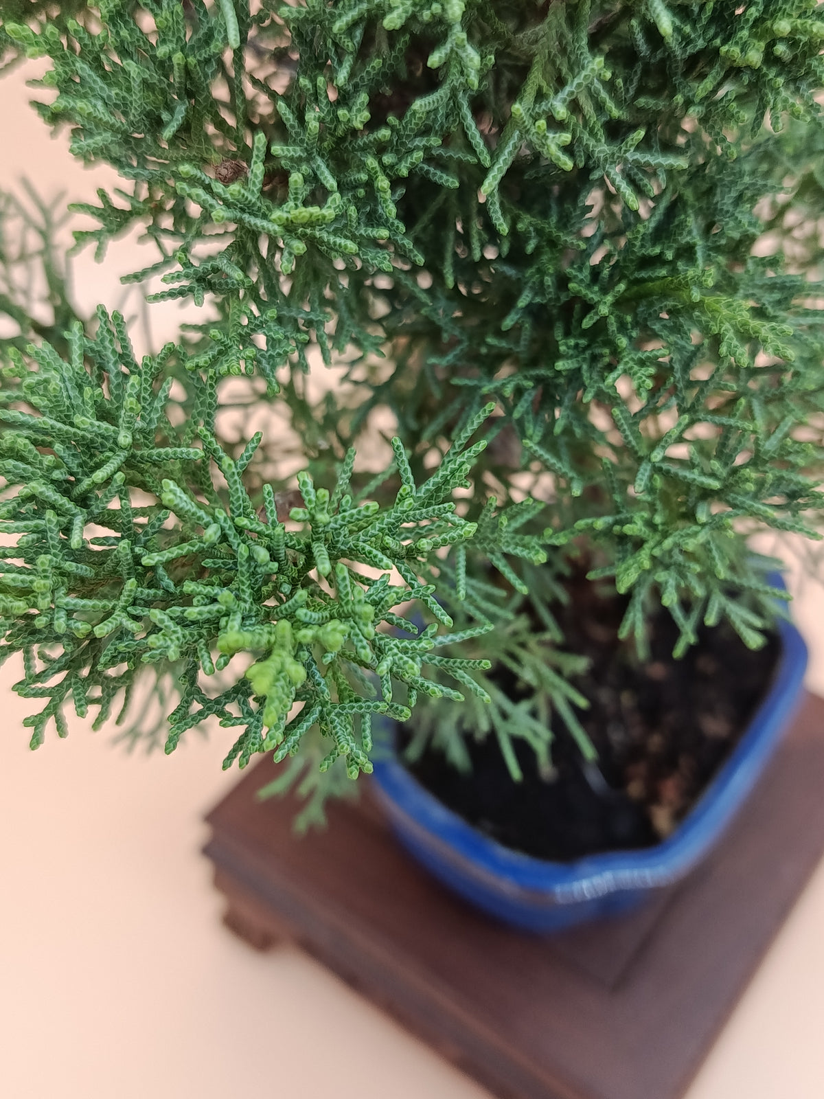 Juniperus chinensis 'Kyushu' - 7 éves fiatal kínai boróka bonsai