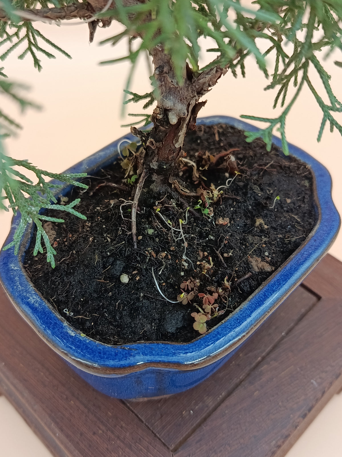 Juniperus chinensis 'Kyushu' - 7 éves fiatal kínai boróka bonsai