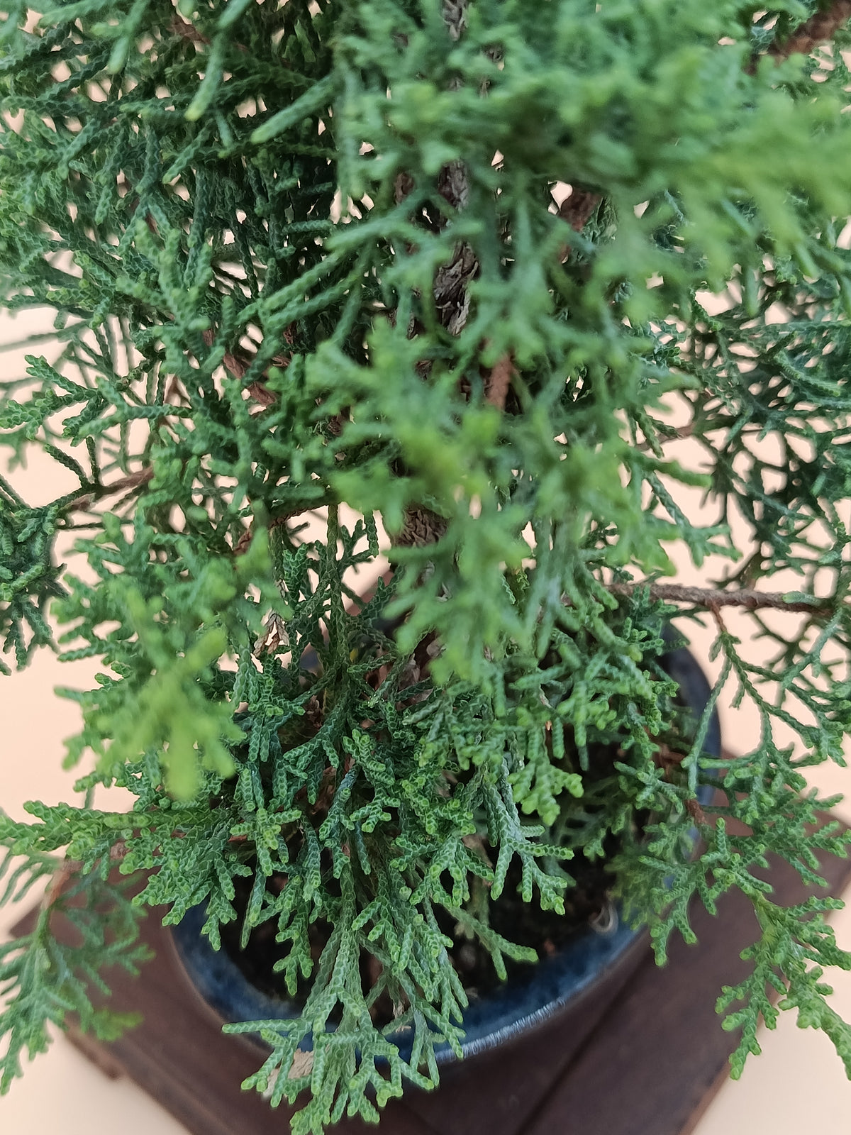 Juniperus chinensis 'Kyushu' - 7 éves fiatal kínai boróka bonsai