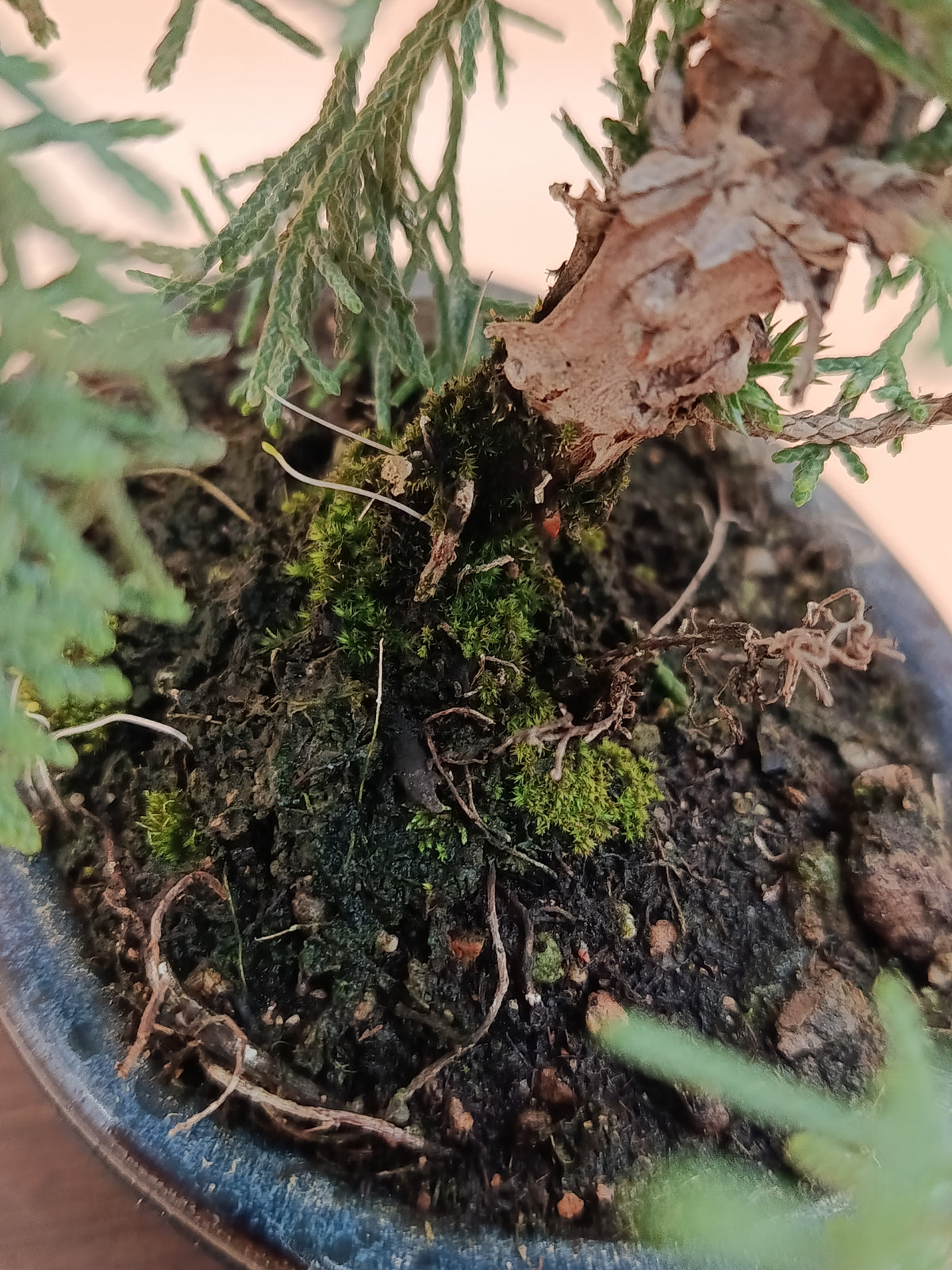 Juniperus chinensis 'Kyushu' - 7 éves fiatal kínai boróka bonsai