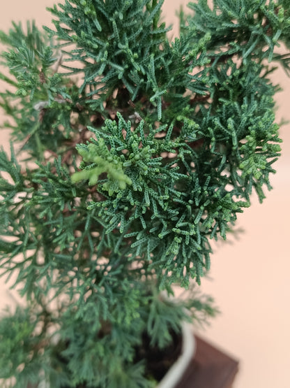 Juniperus chinensis 'Kyushu' - 7 éves fiatal kínai boróka bonsai