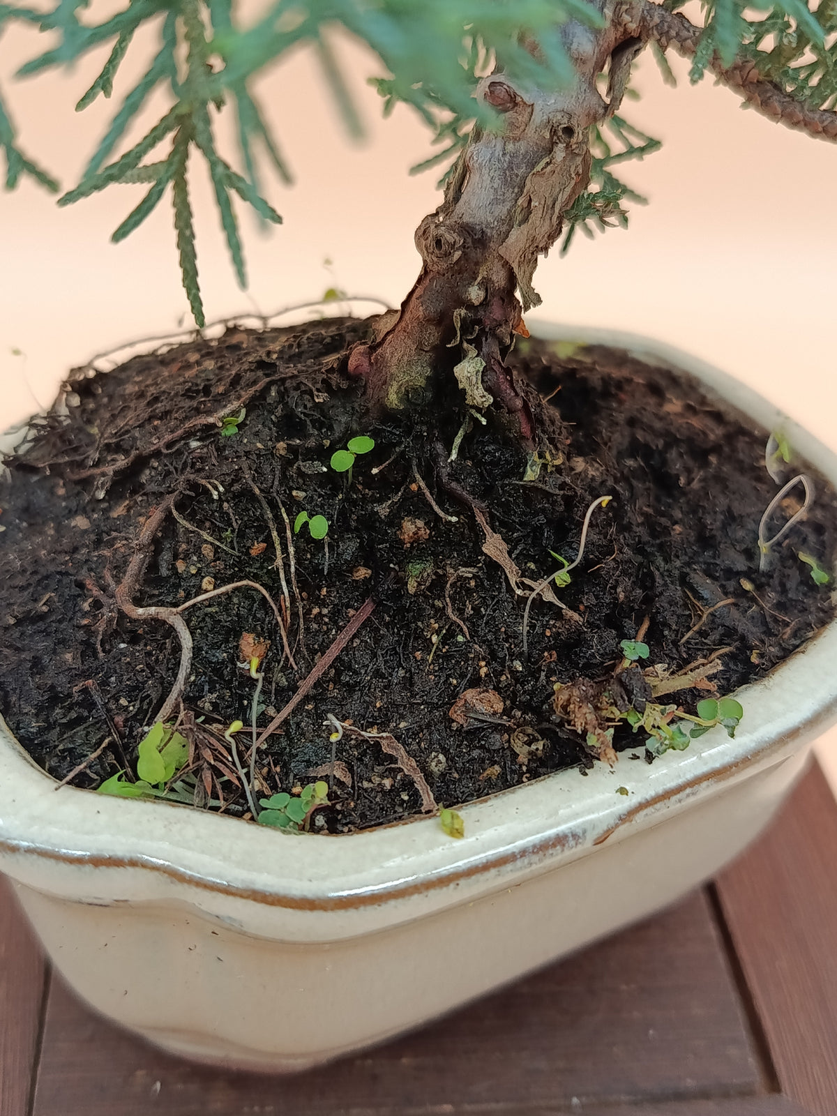 Juniperus chinensis 'Kyushu' - 7 éves fiatal kínai boróka bonsai
