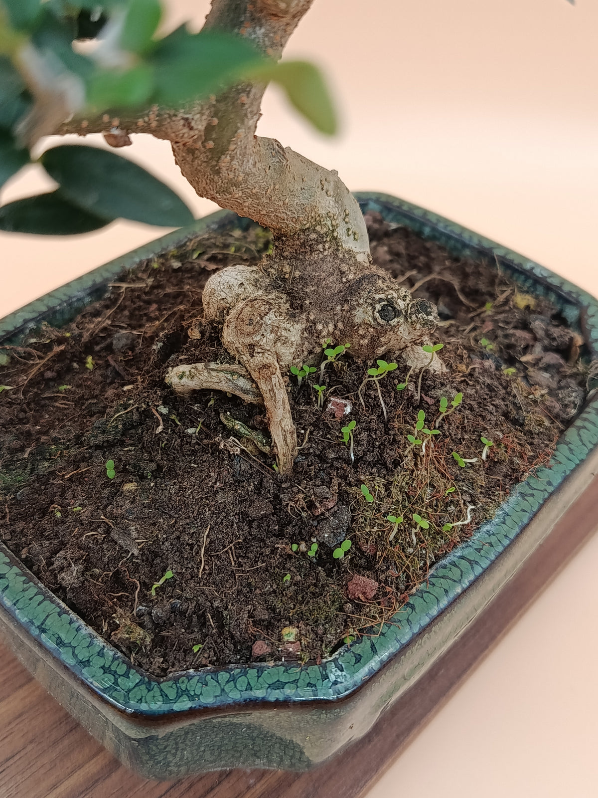 Olea europaea sylvestris – 9 éves vadolajfa bonsai