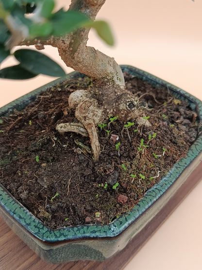 Olea europaea sylvestris – 9 éves vadolajfa bonsai
