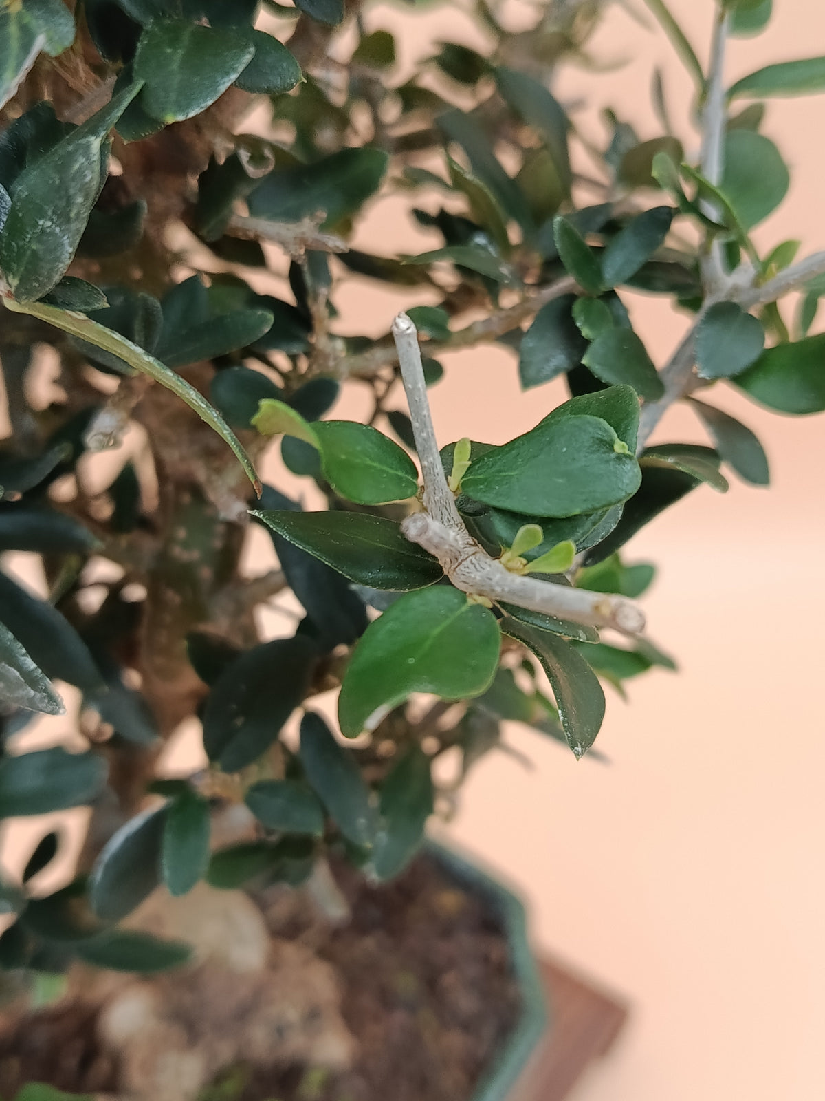 Olea europaea sylvestris – 9 éves vadolajfa bonsai