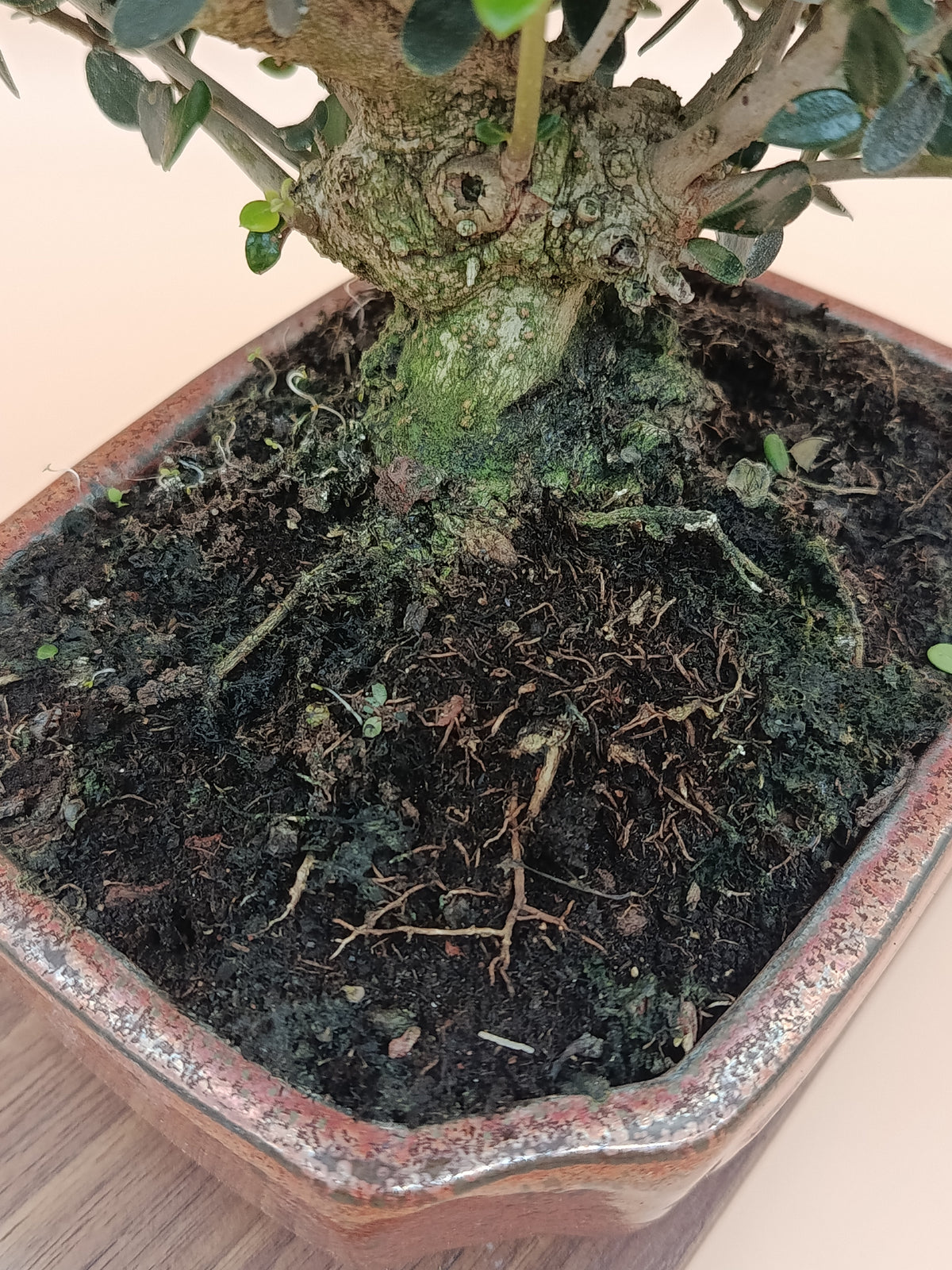 Olea europaea sylvestris – 9 éves vadolajfa bonsai