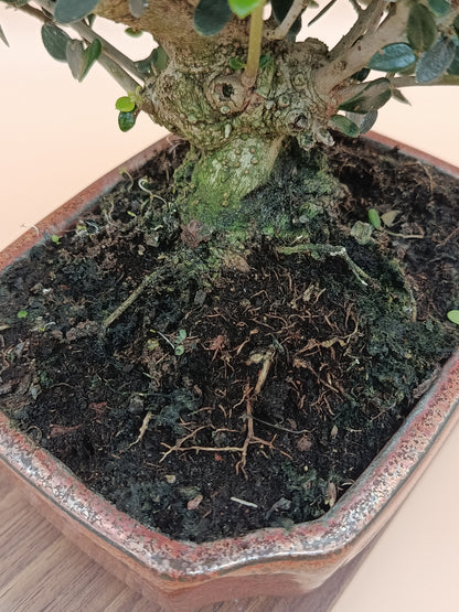 Olea europaea sylvestris – 9 éves vadolajfa bonsai