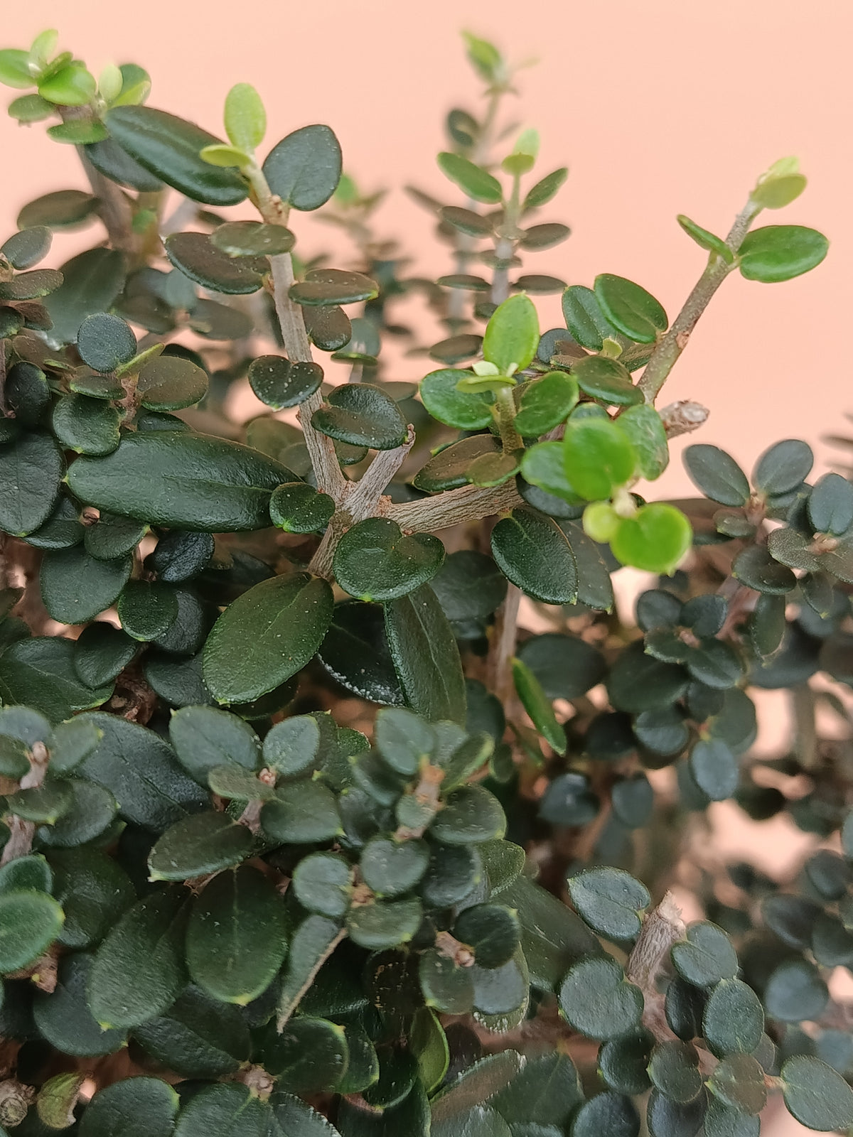 Olea europaea sylvestris – 9 éves vadolajfa bonsai