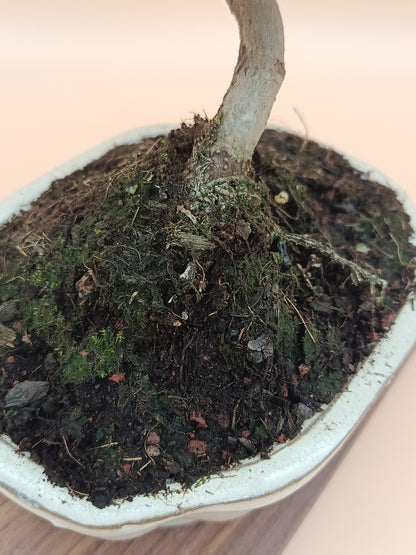 Olea europaea – 7 éves olajfa bonsai