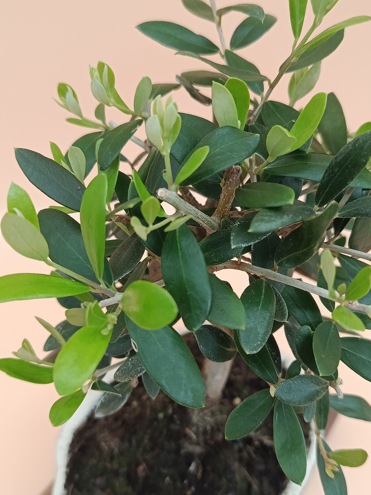 Olea europaea – 7 éves olajfa bonsai