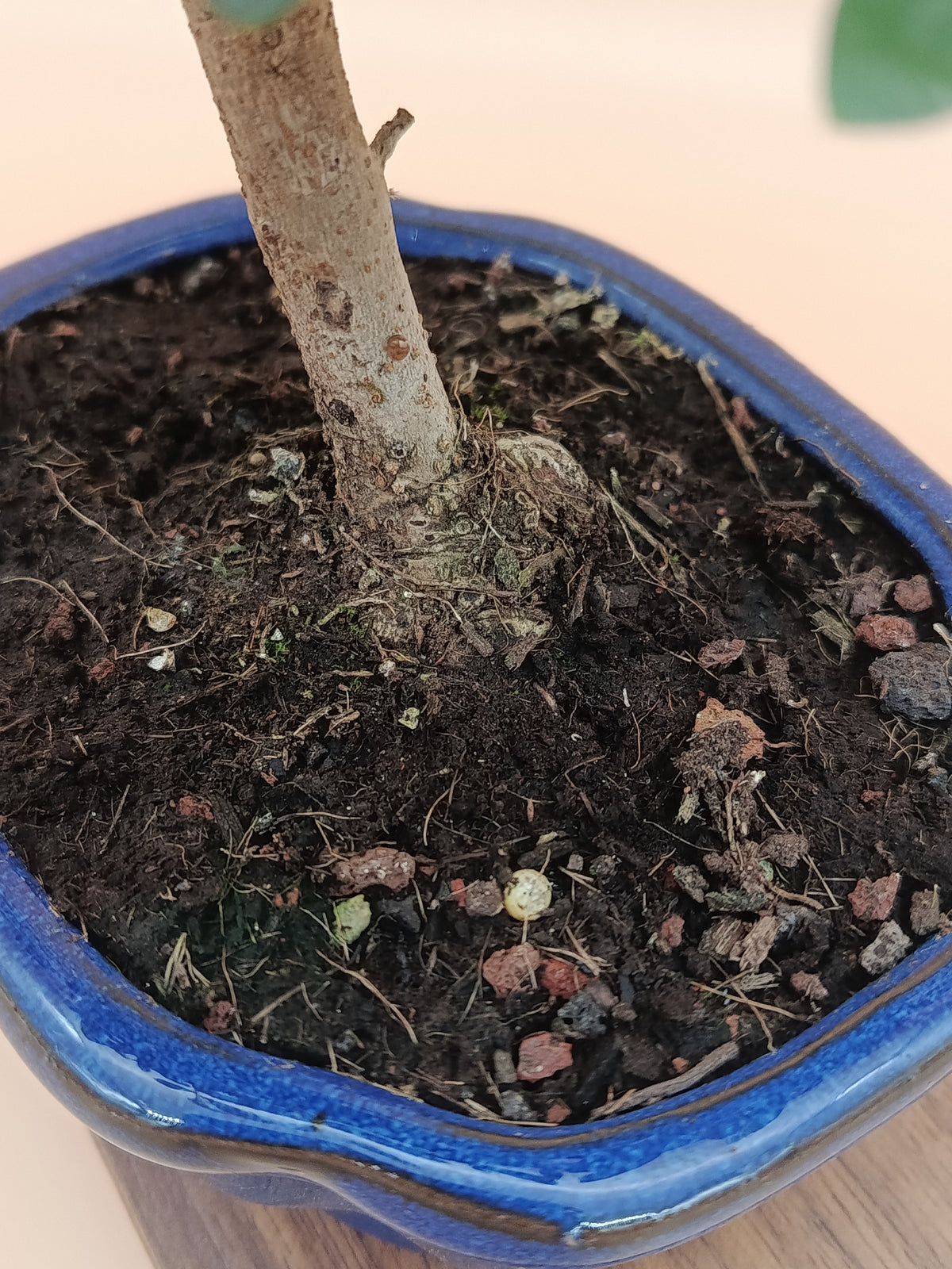 Olea europaea – 7 éves olajfa bonsai