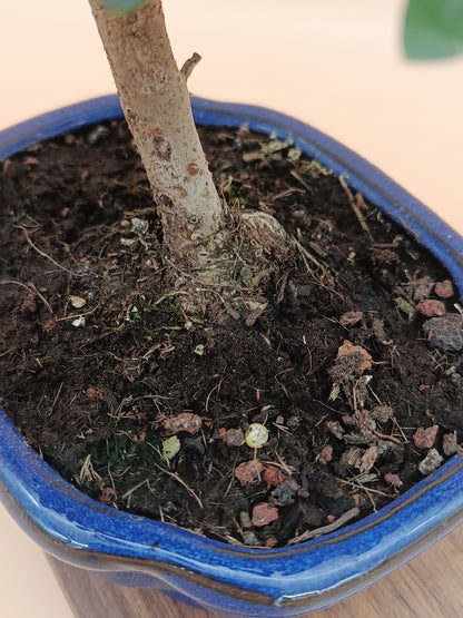 Olea europaea – 7 éves olajfa bonsai