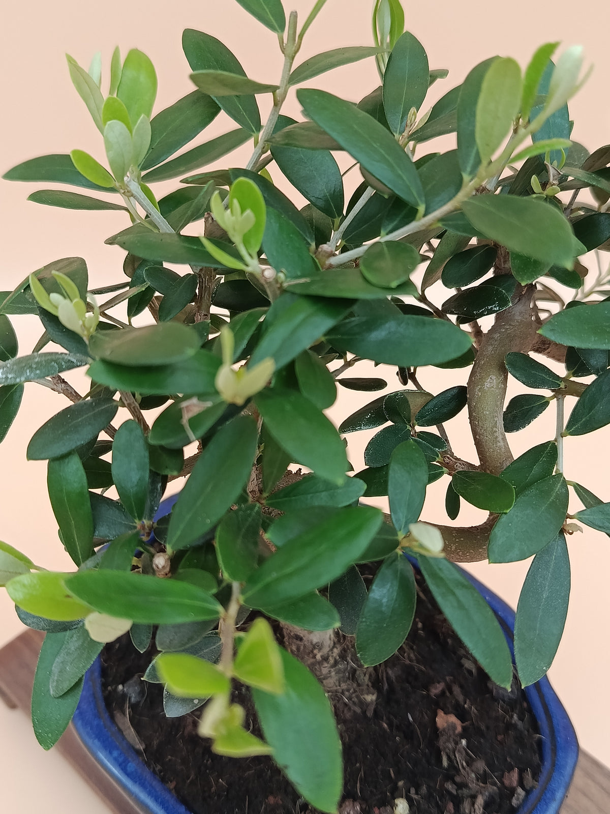 Olea europaea – 7 éves olajfa bonsai