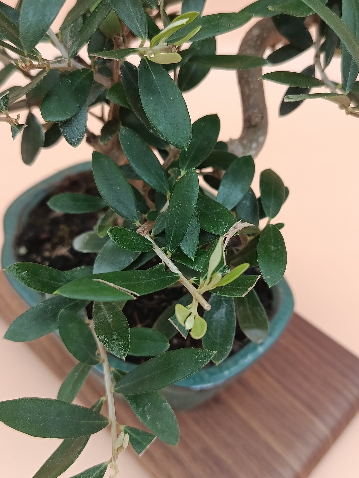 Olea europaea – 7 éves olajfa bonsai