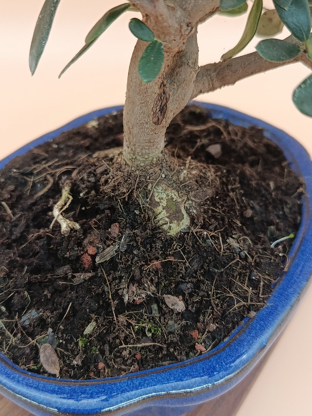 Olea europaea – 7 éves olajfa bonsai