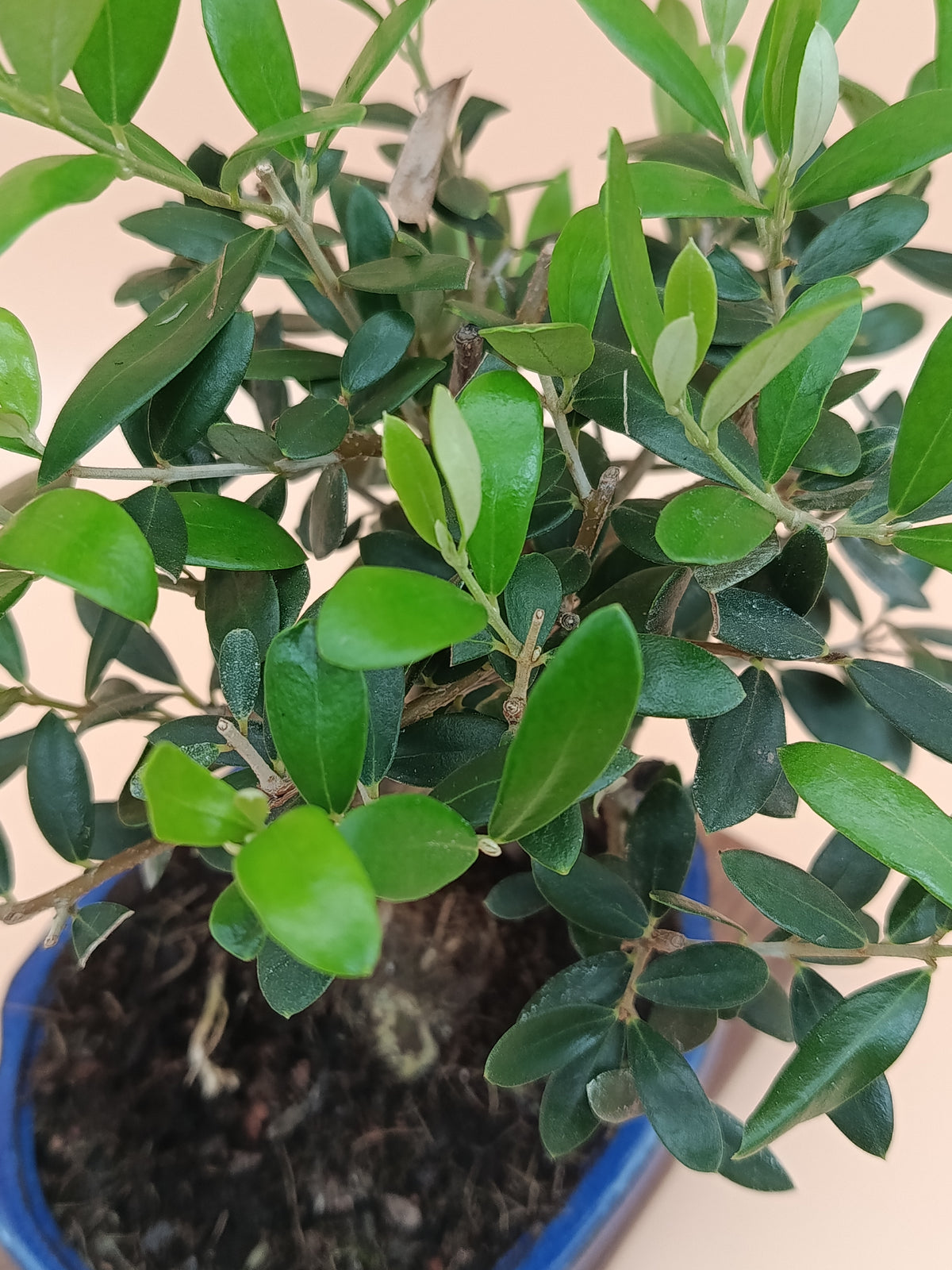 Olea europaea – 7 éves olajfa bonsai