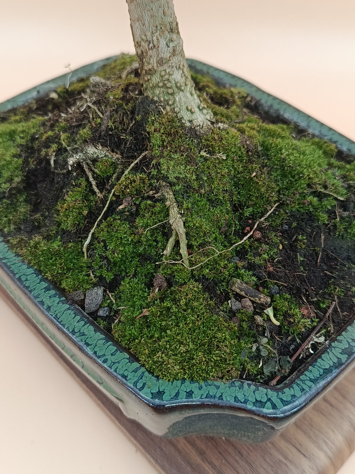 Olea europaea – 9 éves olajfa bonsai