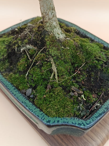 Olea europaea – 9 éves olajfa bonsai