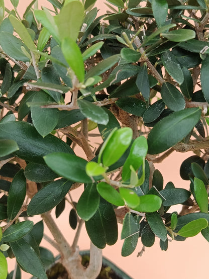 Olea europaea – 9 éves olajfa bonsai