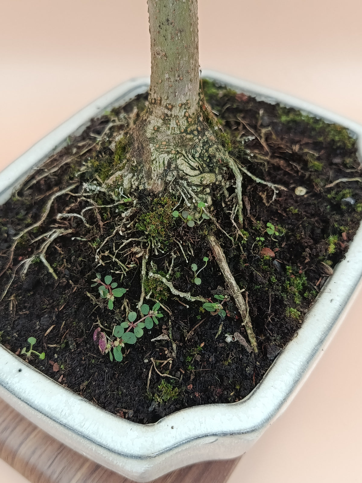 Olea europaea – 9 éves olajfa bonsai