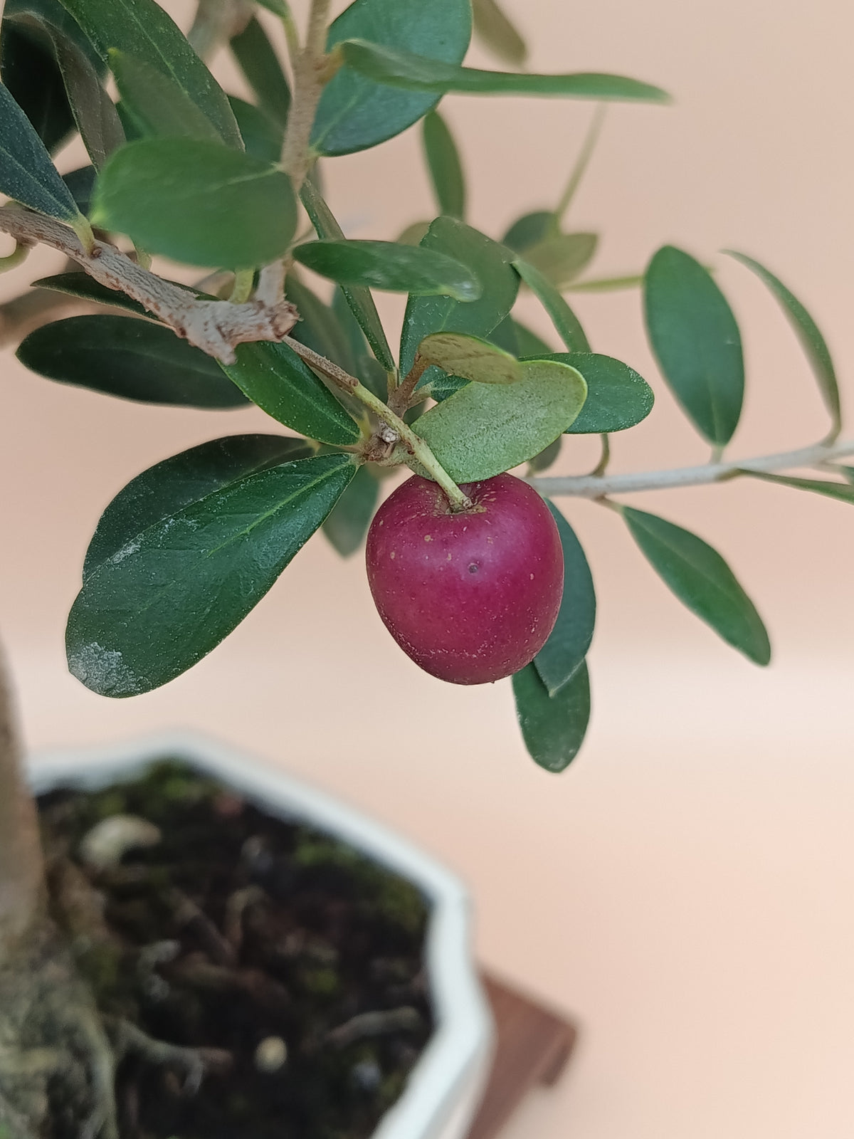 Olea europaea – 9 éves olajfa bonsai