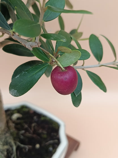 Olea europaea – 9 éves olajfa bonsai
