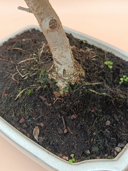 Olea europaea – 9 éves olajfa bonsai