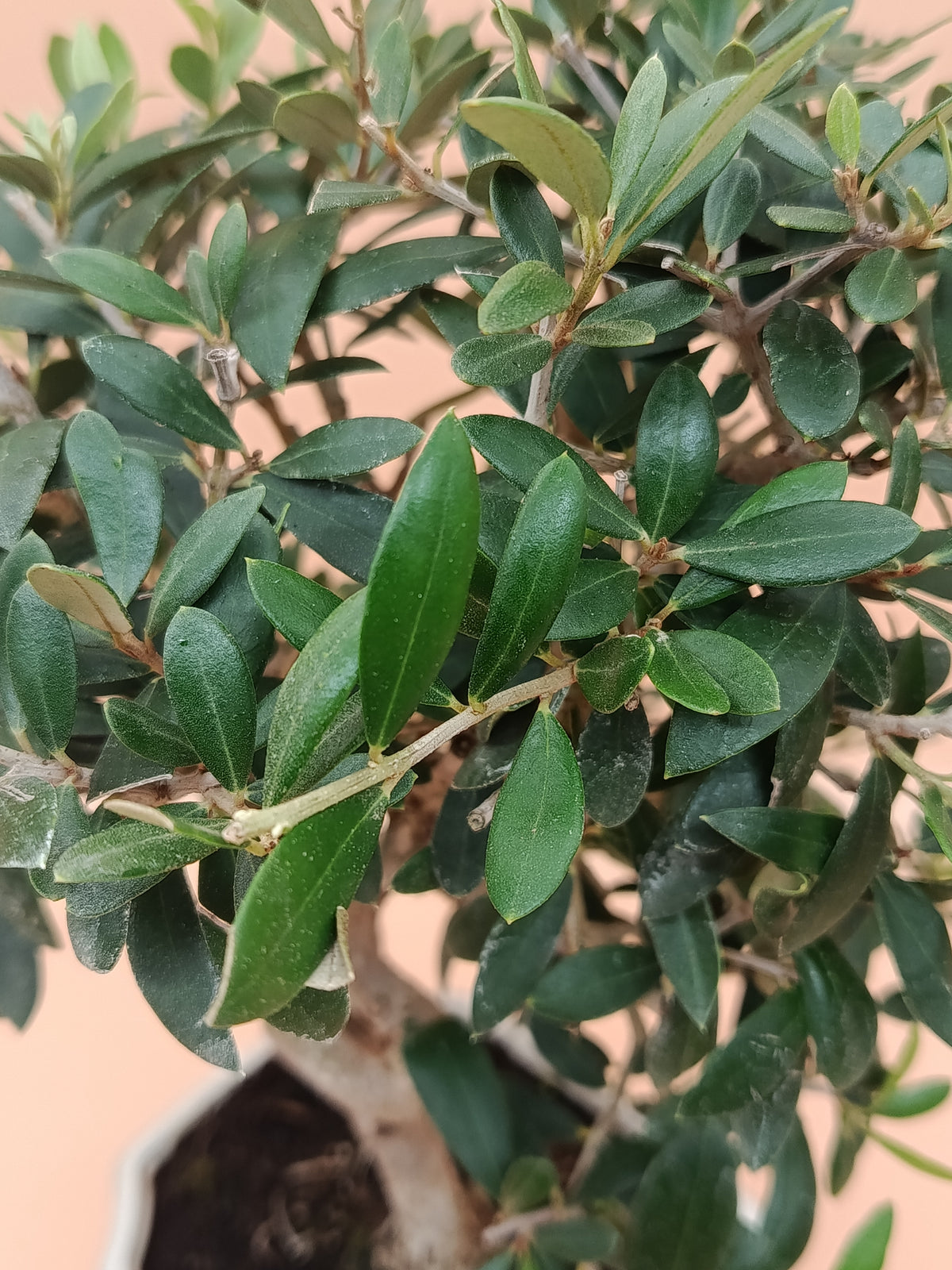 Olea europaea – 9 éves olajfa bonsai
