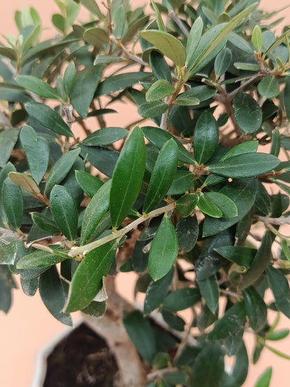 Olea europaea – 9 éves olajfa bonsai