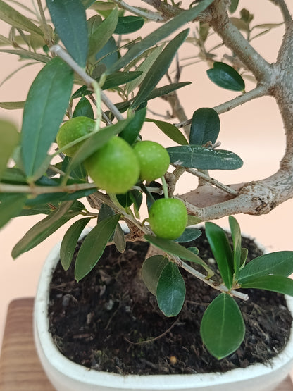 Olea europaea – 9 éves olajfa bonsai