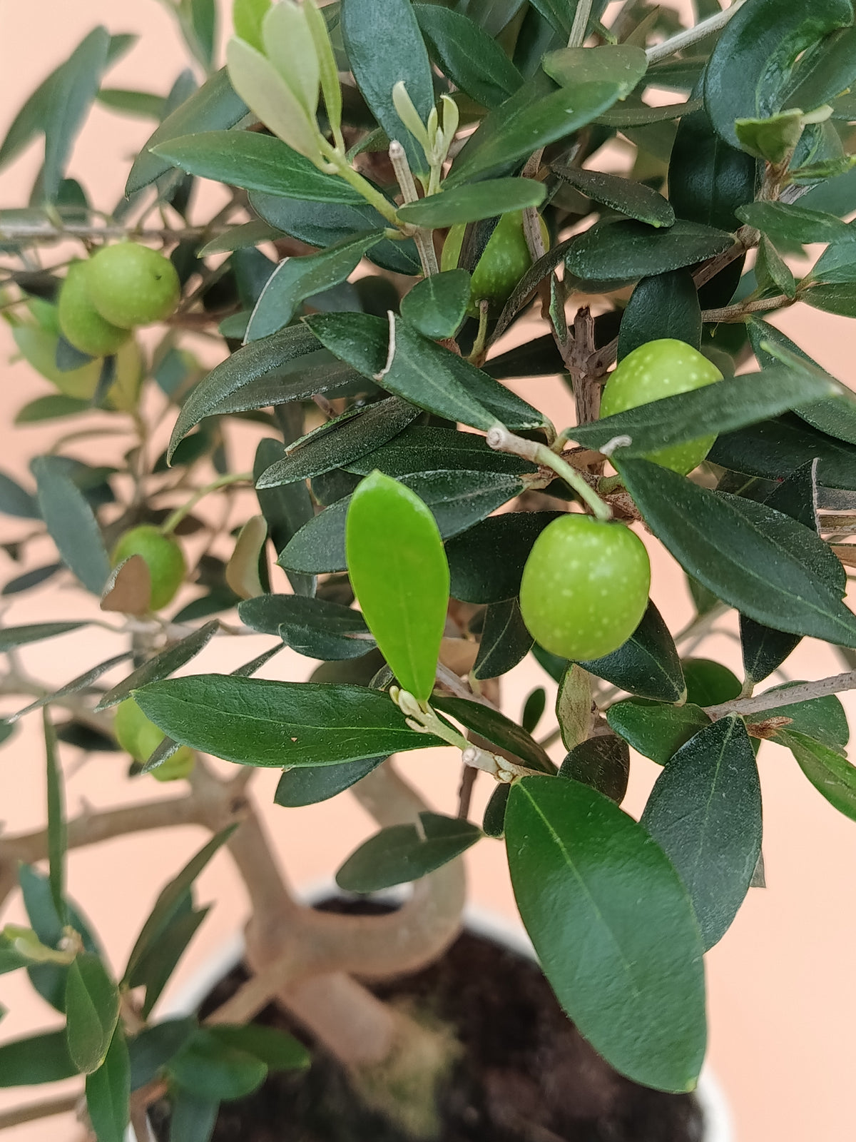 Olea europaea – 9 éves olajfa bonsai