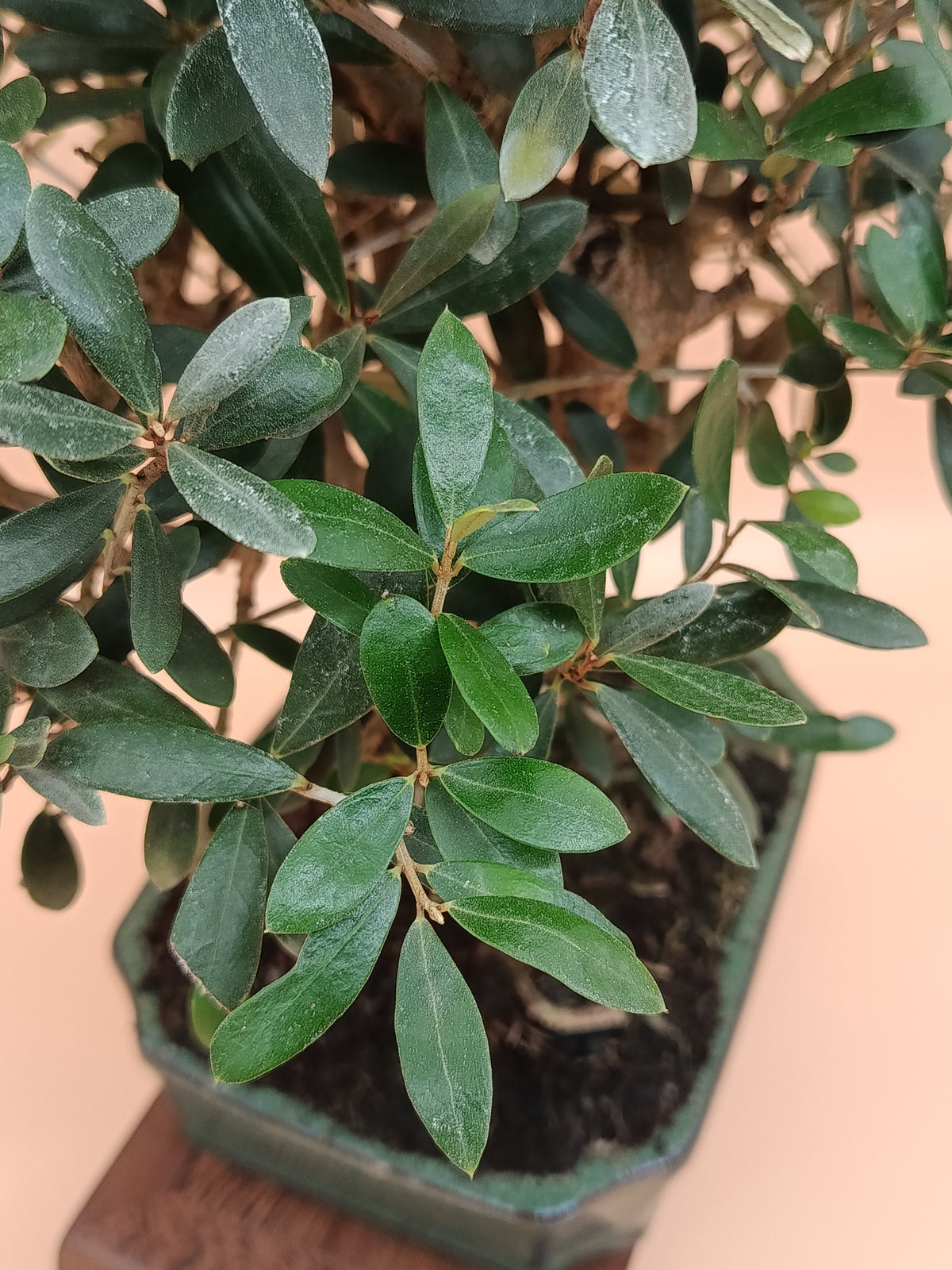 Olea europaea – 10 éves olajfa bonsai