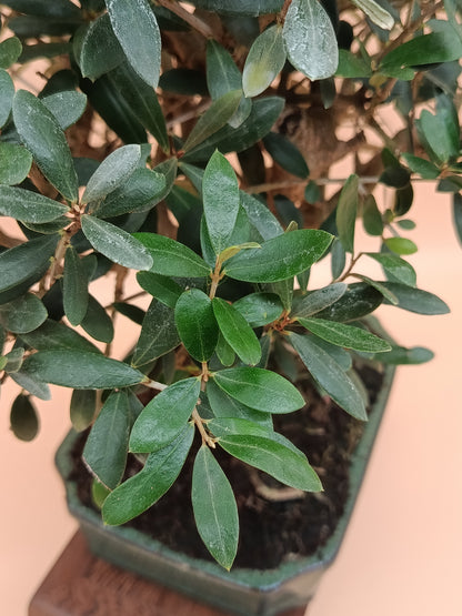 Olea europaea – 10 éves olajfa bonsai