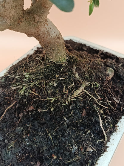 Olea europaea – 10 éves olajfa bonsai
