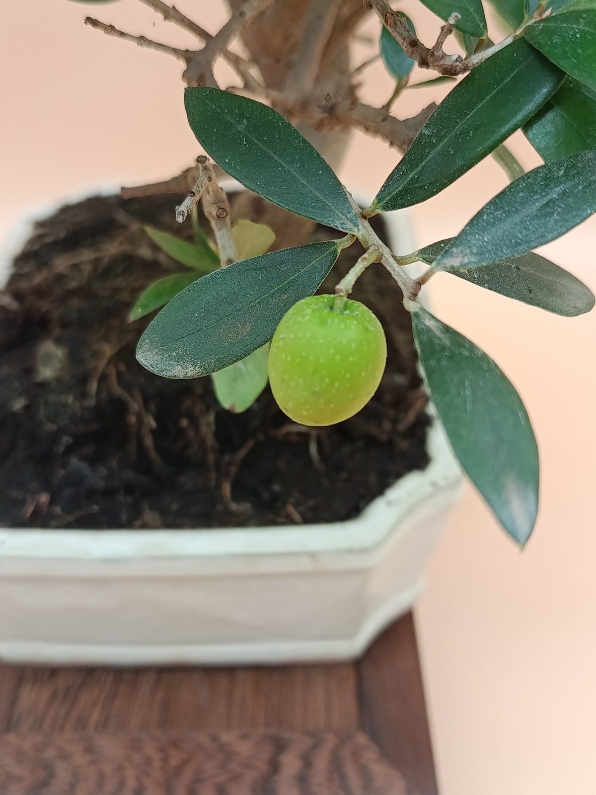 Olea europaea – 10 éves olajfa bonsai